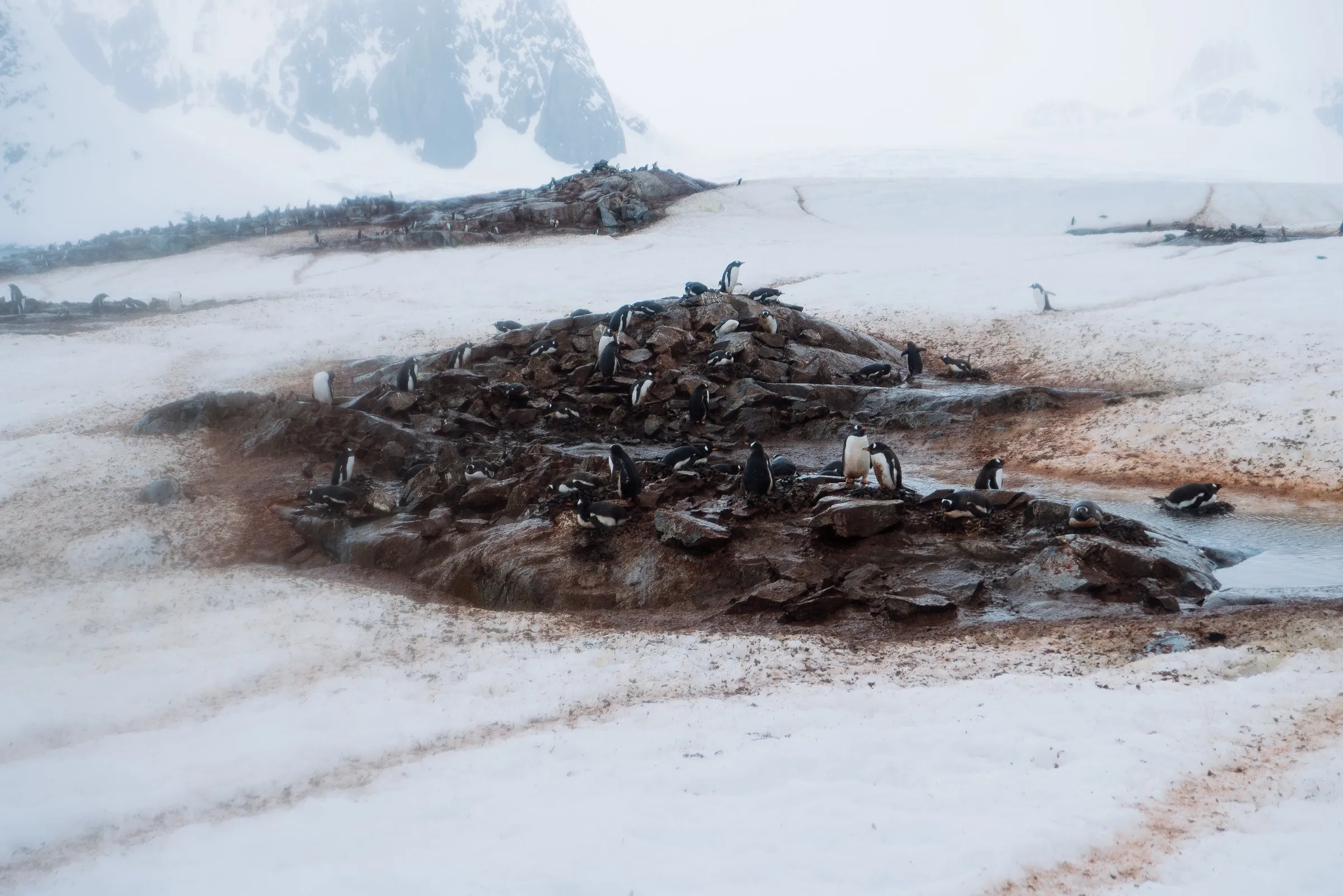 A gentoo colony on a guano-stained rock in fog, trails worn into the snow around it