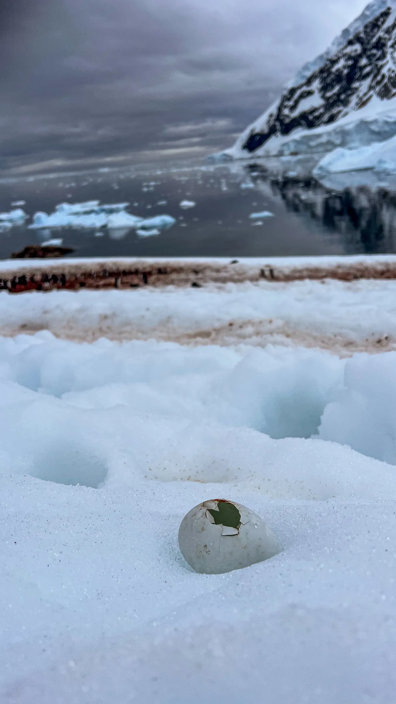 A hatched penguin egg on the snow at the edge of a colony