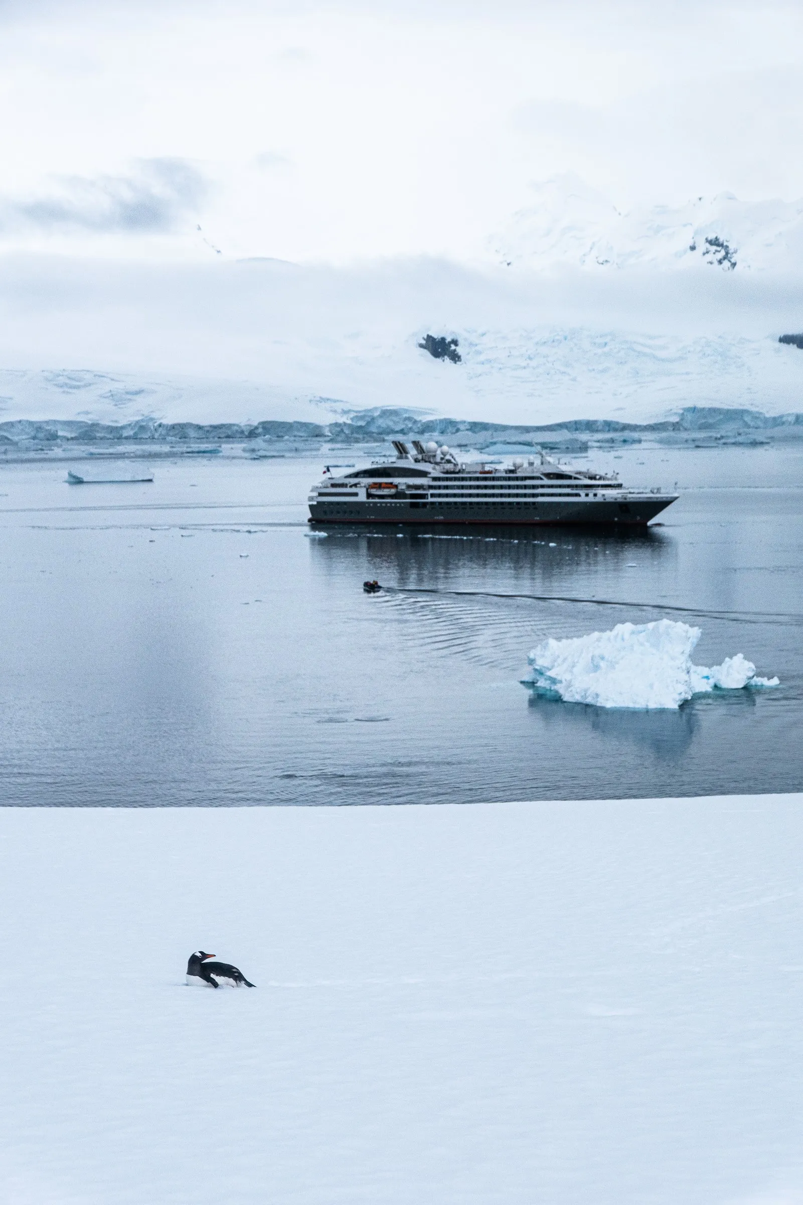 A penguin rests on the snow; the expedition ship lies at anchor beyond